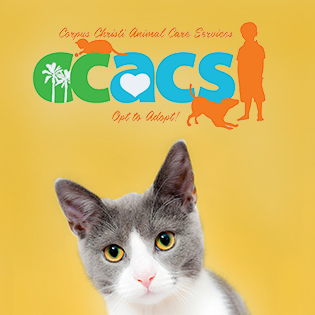 Cat with CCACS logo