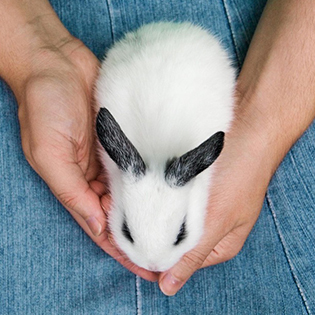 bunny on lap