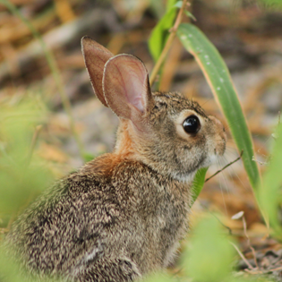 Eastern Cottontail at Oso Bay Wetlands Preserve